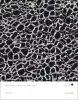 Artikelbild 5 des Artikels “Animal Style Textures Vol. 1 incl. DVD “