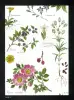 Product image 6 of the product “Fiori  ”
